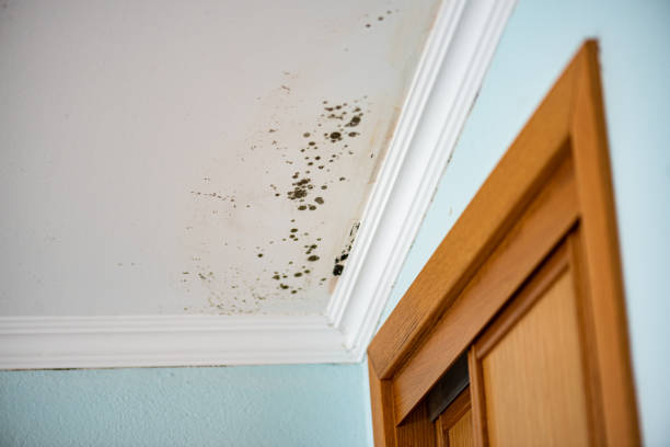 Best DIY Mold Remediation Support Services in Parker, FL