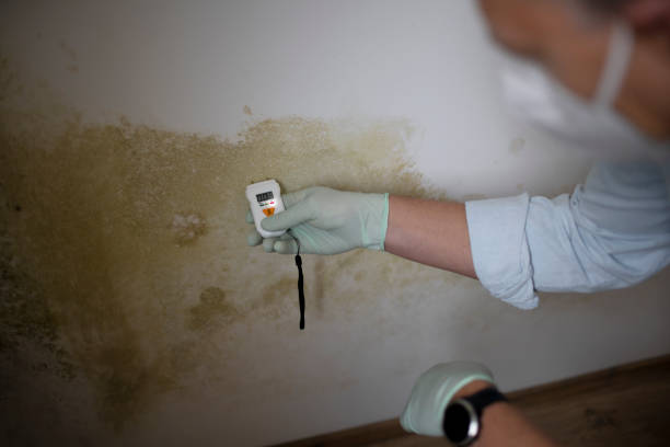 Best Mold Testing and Inspection Services in Parker, FL