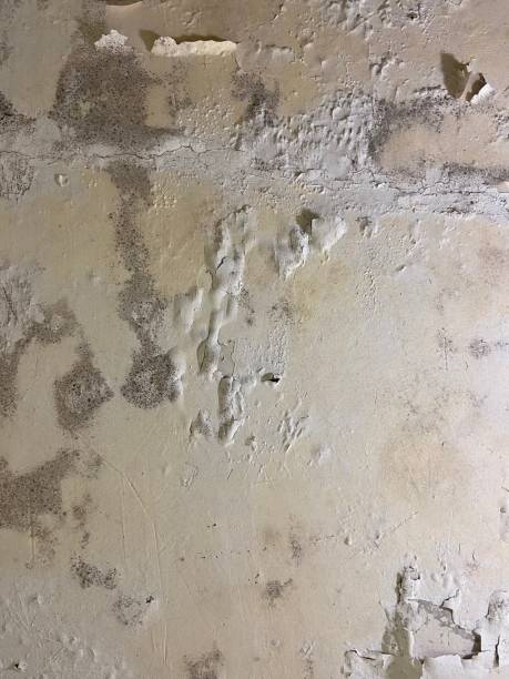 Best Emergency Mold Remediation in Parker, FL